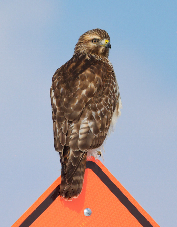 Red-shouldered Hawk (juvenile)