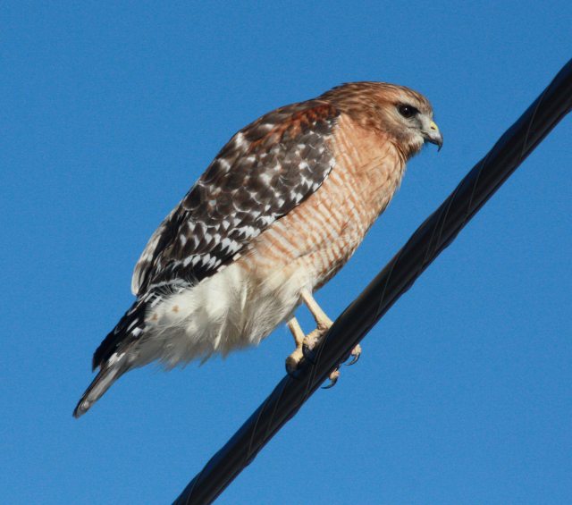 Red-shouldered Hawk photo #1
