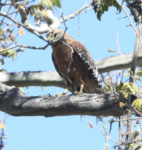 Red-shouldered Hawk (adult California form)