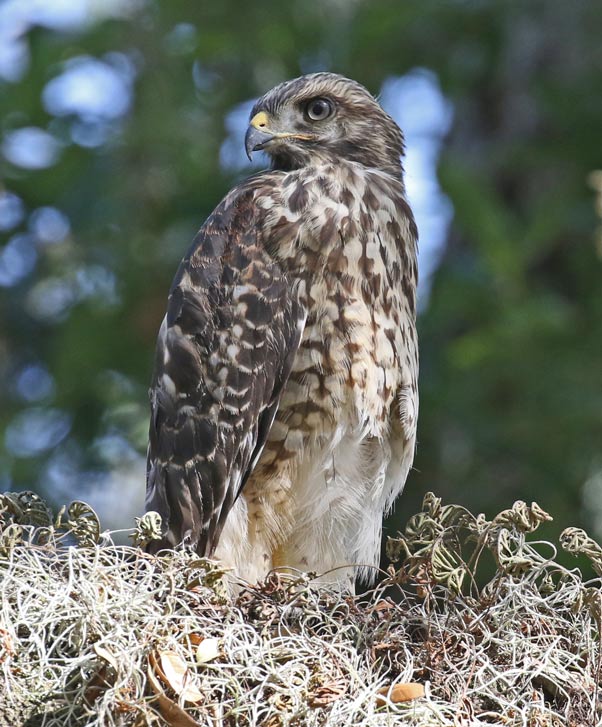 Red-shouldered Hawk