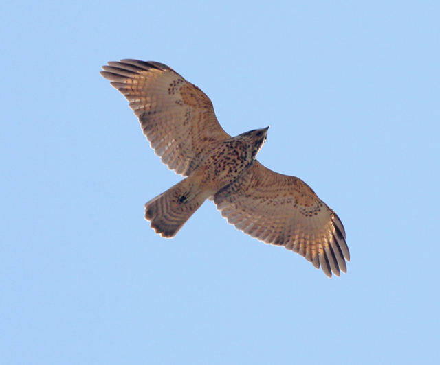 Red-shouldered Hawk (juvenile in flight)