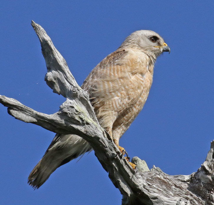 Red-shouldered Hawk