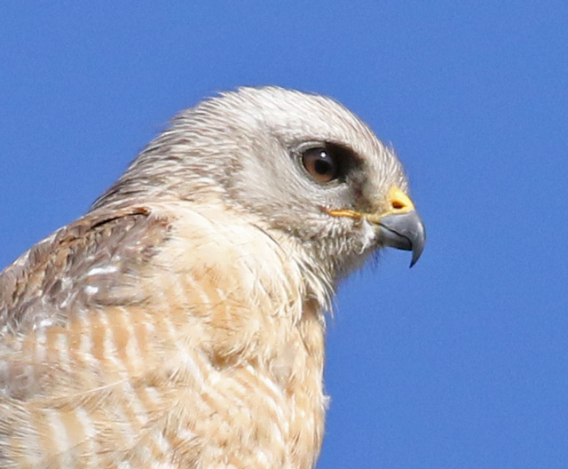 Red-shouldered Hawk