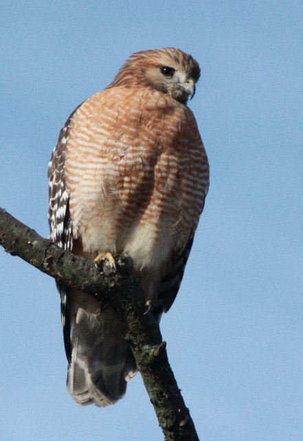 Red-shouldered Hawk photo #2