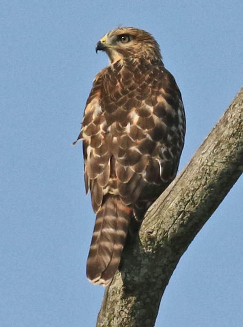 Red-shouldered Hawk (juvenile)
