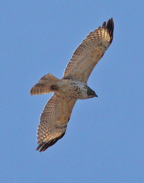 Red-shouldered Hawk (immature in flight)