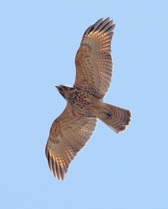 Red-shouldered Hawk (juvenile in flight)