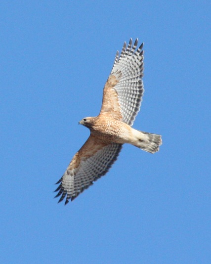 Red-shouldered Hawk