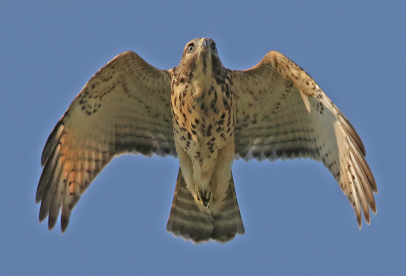 Red-shouldered Hawk (juvenile in flight)