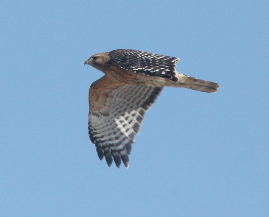 Red-shouldered Hawk