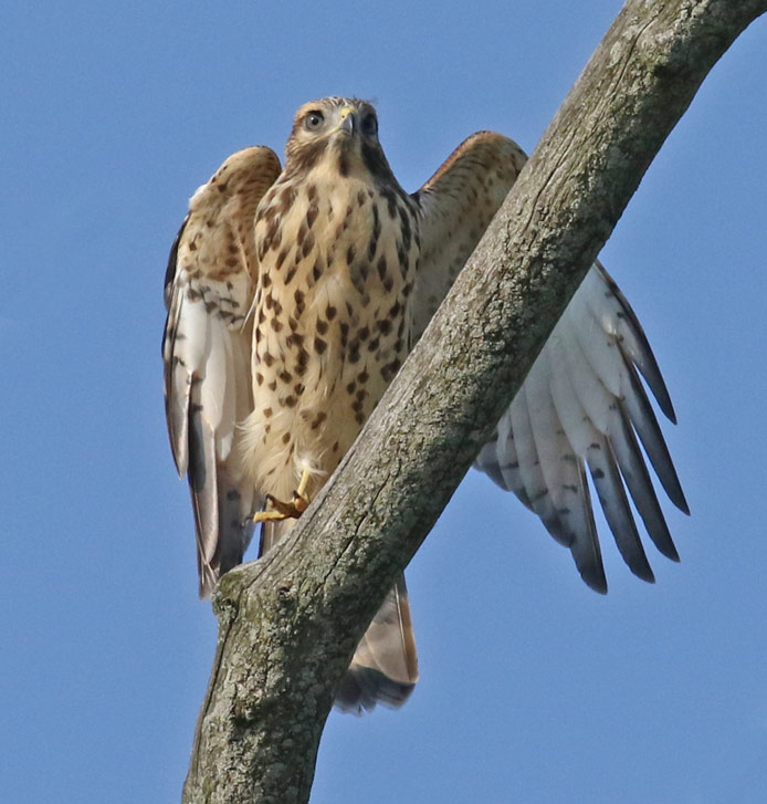 Red-shouldered Hawk (juvenile)