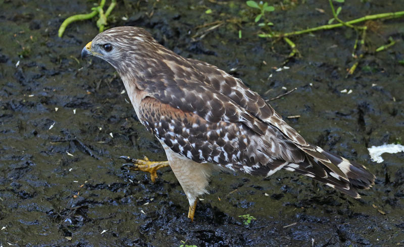 Red-shouldered Hawk