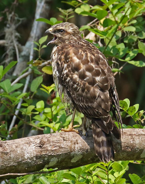 Red-shouldered Hawk