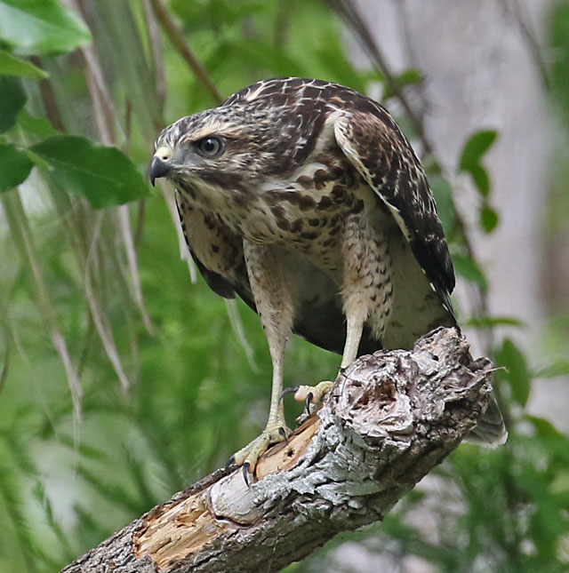 Red-shouldered Hawk