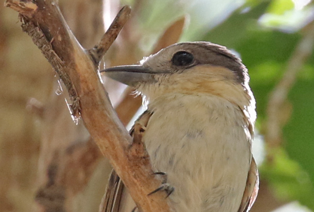 Rose-throated Becard
