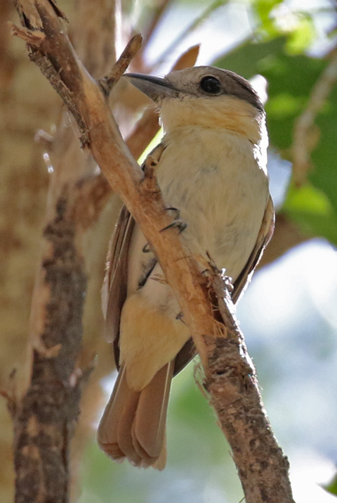 Rose-throated Becard