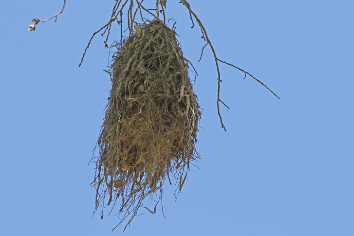 Rose-throated Becard nest