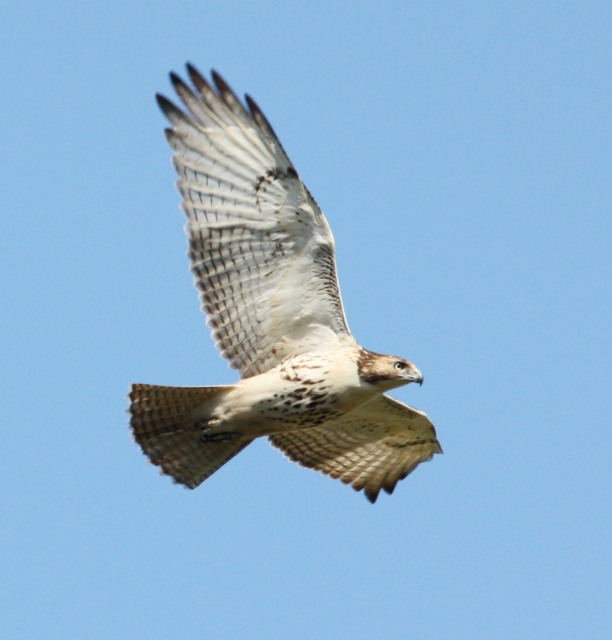 Red-tailed Hawk