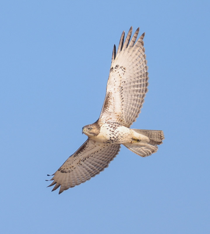 Red-tailed Hawk