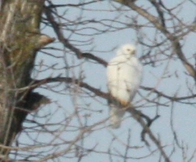 leucistic Red-tailed Hawk photo #2