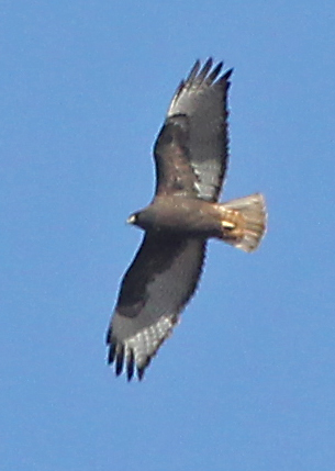 Red-tailed Hawk