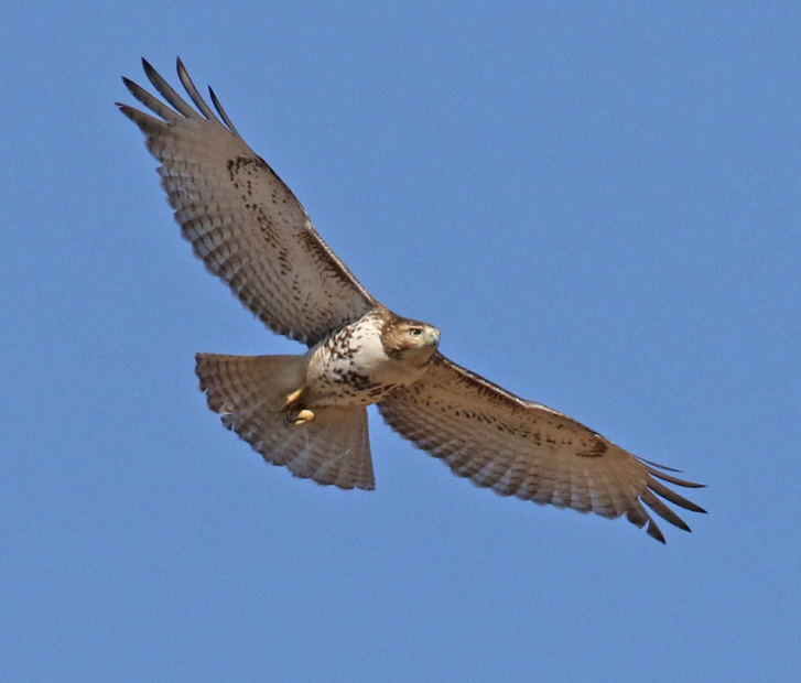 Red-tailed Hawk