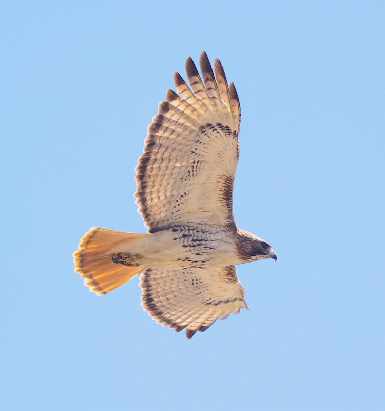 Red-tailed Hawk