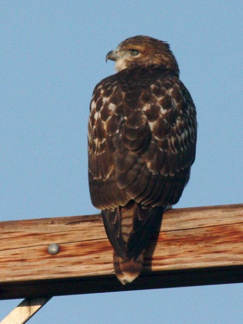 Red-tailed Hawk photo #4