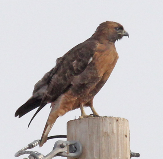 Red-tailed Hawk