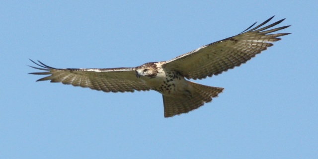 Red-tailed Hawk