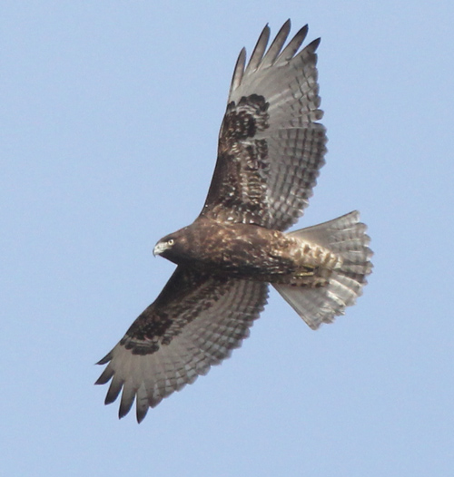 Red-tailed Hawk
