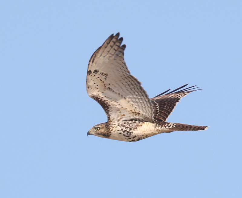 Red-tailed Hawk