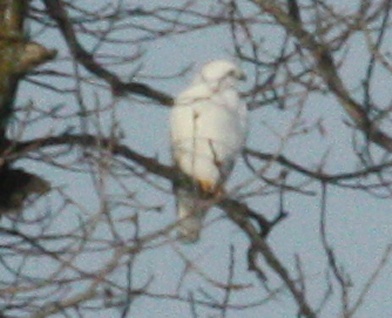 leucistic Red-tailed Hawk photo #1