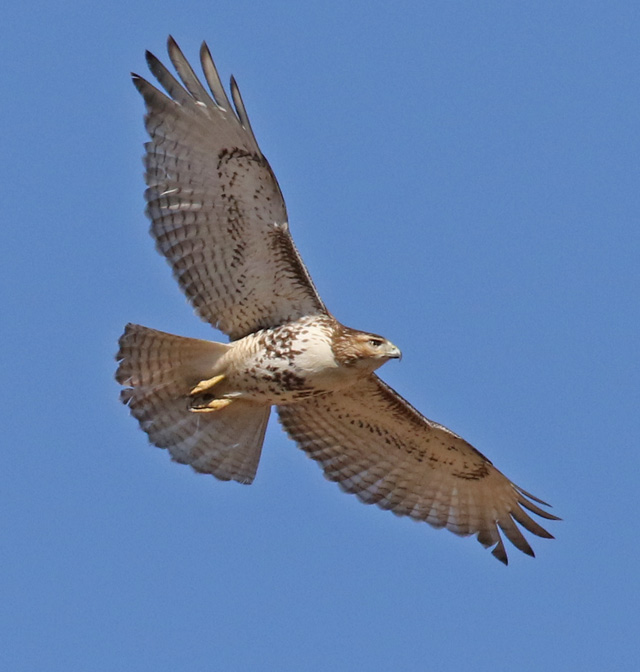 Red-tailed Hawk