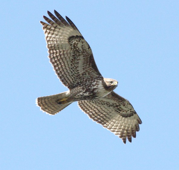 Red-tailed Hawk photo #1