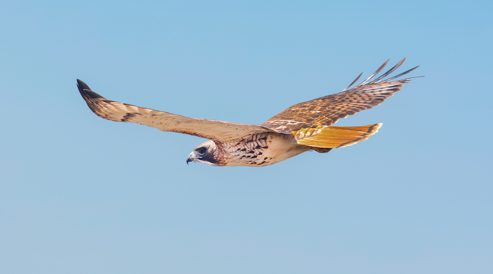 Red-tailed Hawk