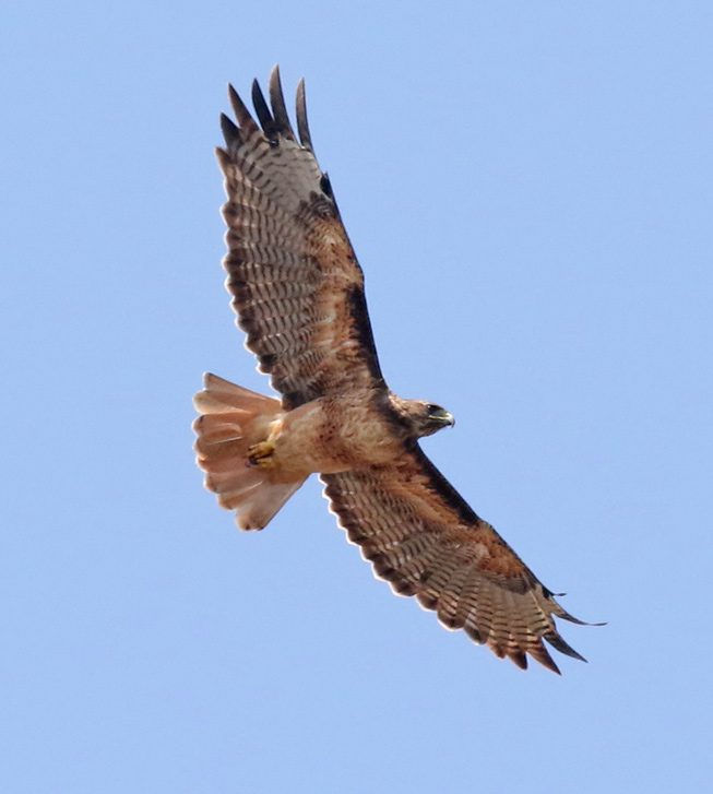 Red-tailed Hawk