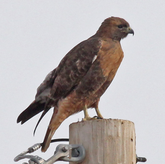 Red-tailed Hawk