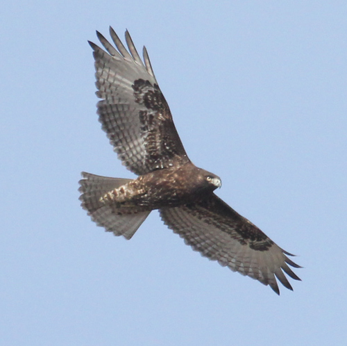 Red-tailed Hawk