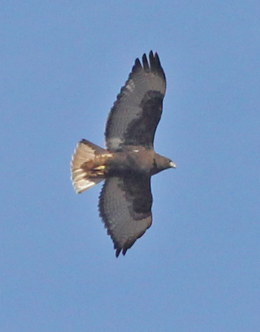 Red-tailed Hawk
