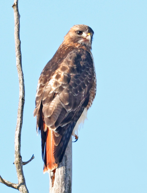 Red-tailed Hawk