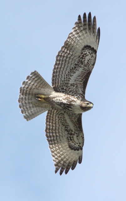 Red-tailed Hawk photo #2
