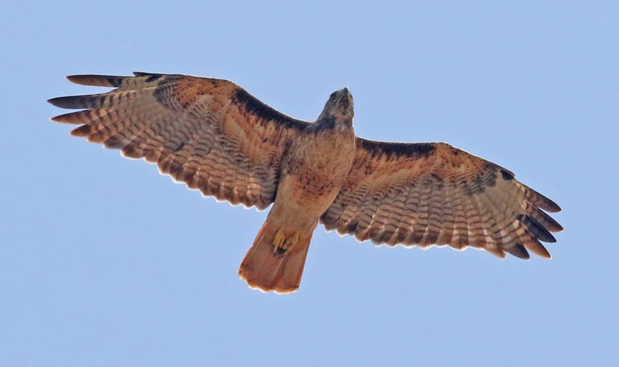 Red-tailed Hawk