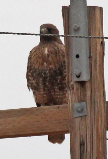 Red-tailed Hawk