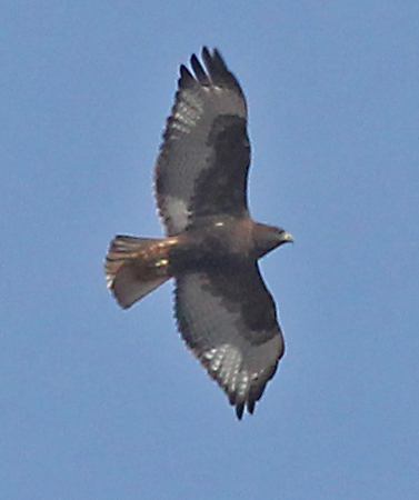 Red-tailed Hawk