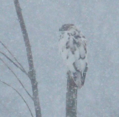 leucistic Red-tailed Hawk photo #3