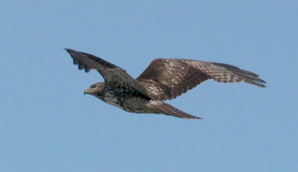 Red-tailed Hawk photo #3
