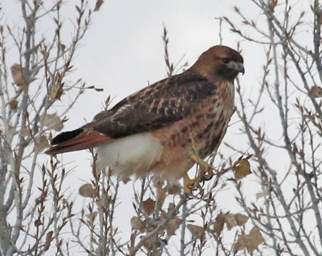 Red-tailed Hawk