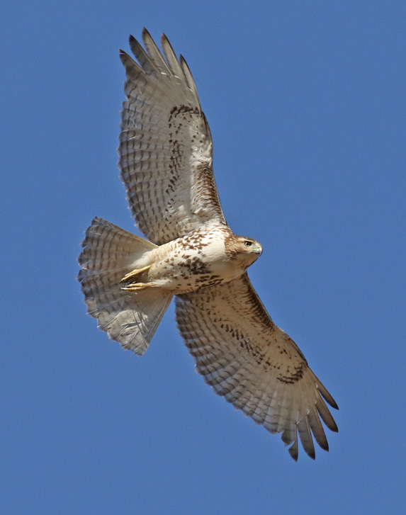 Red-tailed Hawk