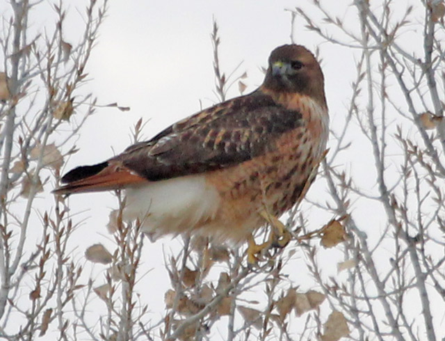 Red-tailed Hawk